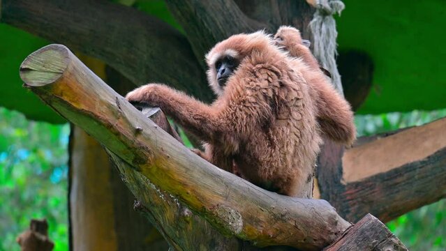 a lar gibbon was sitting on a tree trunk