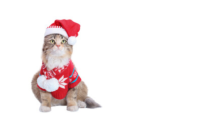 Cat wearing red Santa Claus hat and winter clothes. Christmas cat card. Santa's helper. Beautiful Cat with Santa hat on white background. Happy New Year 2024. Celebration. Holiday concept. 