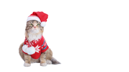 Cat wearing red Santa Claus hat and winter clothes. Christmas cat card. Santa's helper. Beautiful Cat with Santa hat on white background. Happy New Year 2024. Celebration. Holiday concept. 