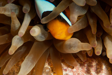 Macro shot of the Clark's anemonefish / yellowtail clownfish (Amphiprion clarkii) hiding in...