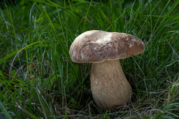Edible wild fungus Boletus reticulatus, also known as oak mushroom, summer cep or summer bolete,...