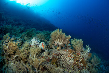 Fototapeta na wymiar A great variety of soft corals and sponges covering the coral reef, surrounded by schools of smaller reef fishes, St John´s Reef, Red Sea, Egypt 