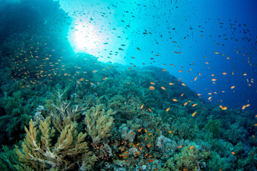 Fototapeta na wymiar A coral reef covered by a variety of soft and hard corals under a shoal of sea goldie (Pseudanthias squamipinnis), against the sun, Marsa Alam, Egypt