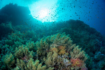 A coral reef covered by a huge colony of soft corals under a shoal of sea goldie (Pseudanthias...