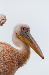 Telephoto shot of a great white pelican -Pelecanus onocrotalus-near Walvis Bay, Namibia