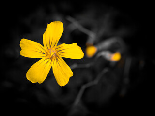 Yellow 4 O clock Flower
