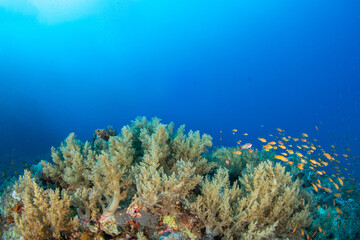 Fototapeta na wymiar A shoal of the sea goldie /orange basslet / Scalefin Anthias (Pseudanthias squamipinnis) above the coral reef, St Johns, Red Sea, Egypt