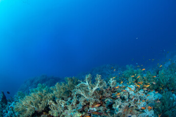 View of the Coral reef covered by multiple soft corals, surrounded by small colourful fishes, St John´s Reef, Red Sea, Egypt 
