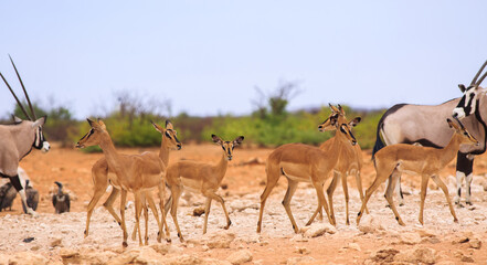 Herd of Black-faced Impala with an oryx at either end of the herd, with a nice lush vegetation...