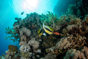 Fototapeta na wymiar A couple of the Red Sea bannerfish (Heniochus intermedius) on the coral reef against the sun in St Johns, Red Sea, Egypt