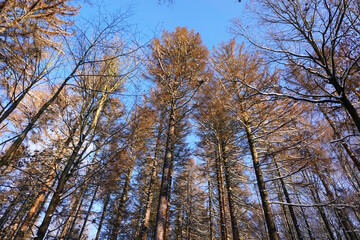 Fototapeta premium Abgestorbene Bäume in der Oberlausitz