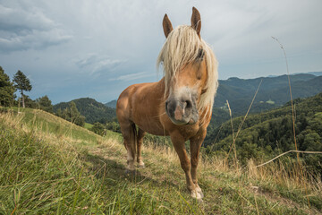 Beautiful red horse with long blond mane in summer field with mountains in background, Slovenia