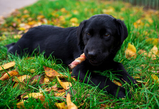 Labrador puppy lies sideways on green grass. The dog holds a bone in its mouth. A black dog is hungry. The puppy is four months old. The photo is blurred