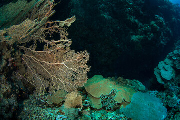 A group of beautiful gorgonian corals on a reef against a darker background, St Johns Reef, Egypt 