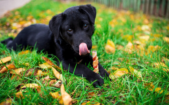 Labrador puppy lies in green grass. The dog is holding a bone with its paws. The puppy licks its face with its tongue and looks straight ahead. He is hungry. Walk. The photo is blurred