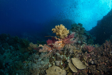 Fototapeta na wymiar Colorful Carnation Tree corals (Dendronephthya sp) in darker blue water on st Johns Reef