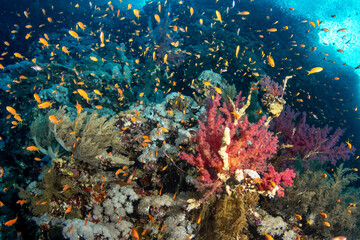 Fototapeta na wymiar A shoal of the sea goldie /orange basslet / Scalefin Anthias (Pseudanthias squamipinnis) among various soft corals (Dendronephthya sp) on the St Johns Reef, Red Sea, Egypt