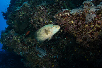 The Humphead Wrasse / Napoleon wrasse / Napoleonfish (Cheilinus undulatus) against the darker rocky background on the coral reef of St Johns Reef, Egypt