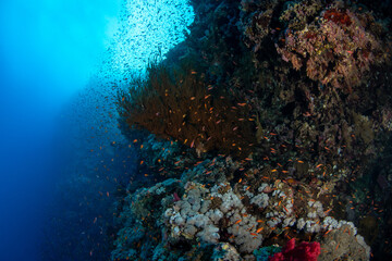 A variety of hard and soft corals on the reef surrounded by sea goldies (Pseudanthias squamipinnis), Marsa Alam, Egypt