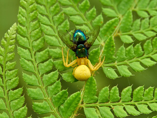 Crab spider hunting a spider in a fern. Misumena vatia