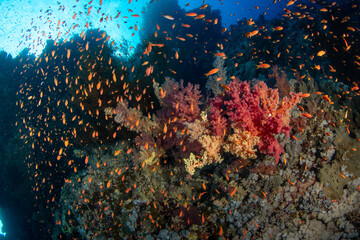 Fototapeta na wymiar A group of colorful Carnation Tree corals (Dendronephthya sp) in a cloud of sea goldies (Pseudanthias squamipinnis), Marsa Alam, Egypt