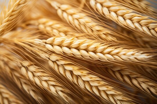 Close up view of ears of wheat