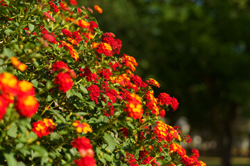 Lantana flowers bloom in the flowerbed.