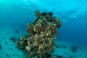 Fototapeta na wymiar Beautiful coral pinnacle in St Johns Reef, Marsa Alam, Egypt