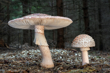 Edible fungus Amanita rubescens also known as Blusher mushroom. Two fruitbodies in detail, closeup...