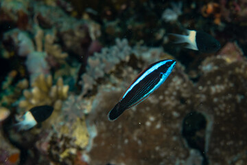 Fototapeta na wymiar Juvenile Chiseltooth Wrasse (Pseudodax moluccanus) on the coral reef in the Red sea, Egypt 