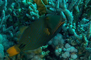Naklejka na ściany i meble Orange-lined triggerfish (Balistapus undulatus) on the coral reef of Marsa Alam, Egypt