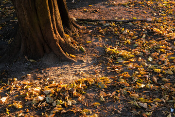 Autumn leaves and a tree in the park