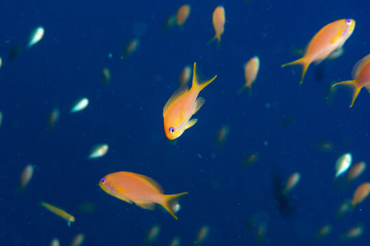 A shoal of the sea goldie /orange basslet / Scalefin Anthias (Pseudanthias squamipinnis), bright on the blue background, Marsa Alam, Egypt