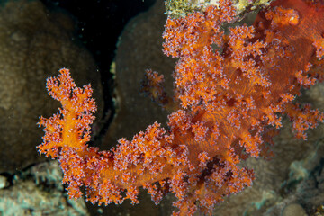 Fototapeta na wymiar Closeup of the live soft coral branch (Dendronephthya sp), orange polyps on a darker background, St Johns Reef, Egypt