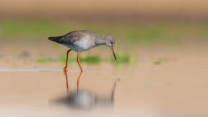 Common Redshank (Tringa totanus) is a migratory bird. It feeds on maggots and mollusks in wetlands in Asia, Europe, America and Africa.