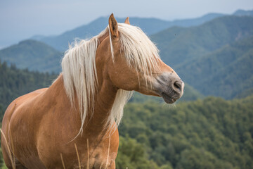 Beautiful red horse with long blond mane in summer field with mountains in background, Slovenia