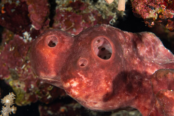 Closeup of a red sponge (porifera) on the coral reef in Marsa Alam, Red Sea, Egypt