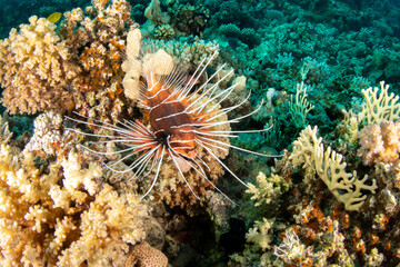 Naklejka na ściany i meble The clearfin lionfish (Pterois radiata) among various hard and soft corals, on the reefs of Red Sea, Egypt