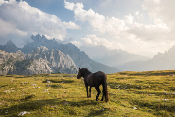 Beautiful horses in mountain landscape in the foreground, Dolomites, Italy. Sunny day. Travel concept.Tre Cime di Lavaredo with beautiful blue sky, Dolomiti di Sesto. Travel concept - obrazy, fototapety, plakaty