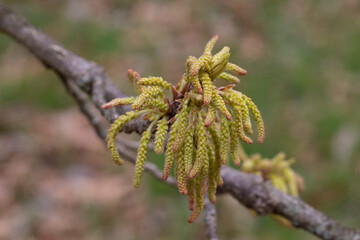 Quercus variabilis develops catkin inflorescence in the spring. Flowering of oak, catkins and buds in April, selective focus.