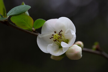 Close up White flowers of Japanese Quince. Floral spring background, selective focus