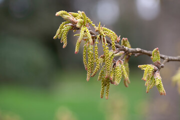 Quercus variabilis develops catkin inflorescence in the spring. Flowering of oak, catkins and buds in April, selective focus.