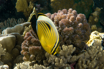 Naklejka na ściany i meble The blacktail butterflyfish (Chaetodon austriacus) on the coral reef of st Johns Reef, Egypt