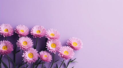 Purple flowers of Xerochrysum bracteatum, everlasting or strawflower on soft purple background. The concept of summer, spring, holiday. Top view, flat lay, copy space for text. : Generative AI - obrazy, fototapety, plakaty