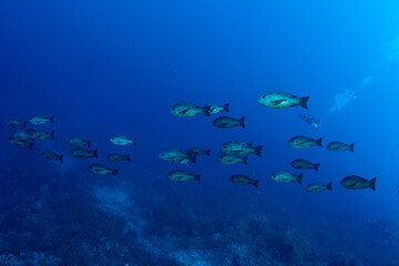 Schooling Black Snapper (Macolor niger) St Johns Reef, Red Sea, Egypt 