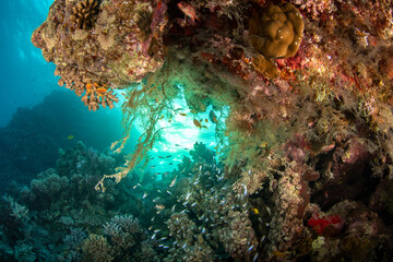 Colorful sheltered corner on the coral reef, bright, against the sun, St Johns Reef, Marsa Alalm, Egypt
