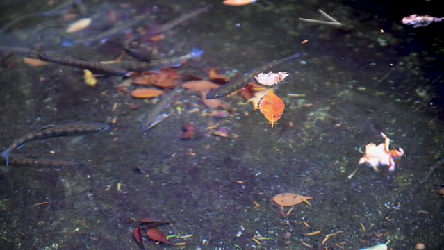 水槽で泳ぐ川魚のアマゴ