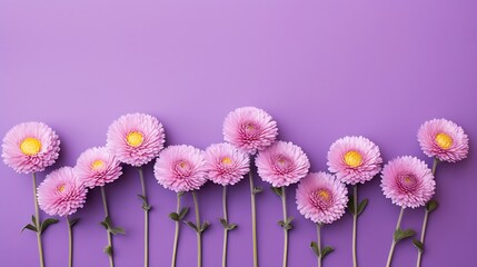 Purple flowers of Xerochrysum bracteatum, everlasting or strawflower on soft purple background. The concept of summer, spring, holiday. Top view, flat lay, copy space for text. : Generative AI