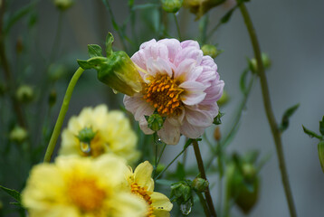 Beautiful dalia flower in the garden - 687509058