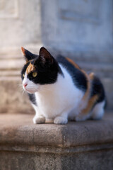 portrait of a white spotted cat